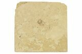 Fossil Shield Bug (Pentatomidae) - France #254175-1